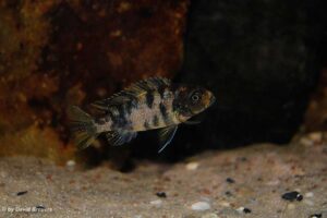 Metriaclima zebra 'Masinje'